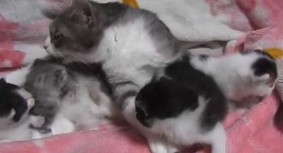 やっぱり子育ては大変!子猫を同時に2匹抱きしめる母猫