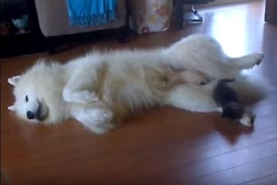 寛大なサモエド犬。仔猫に遊ばれる