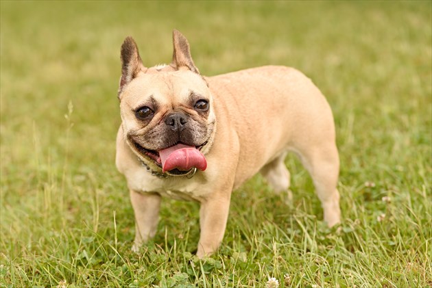 French Bulldog_R