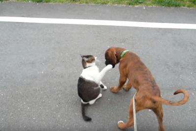 ボクサー犬、猫パンチにいじける
