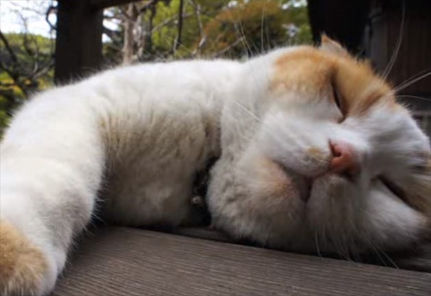 hirunecat_R
