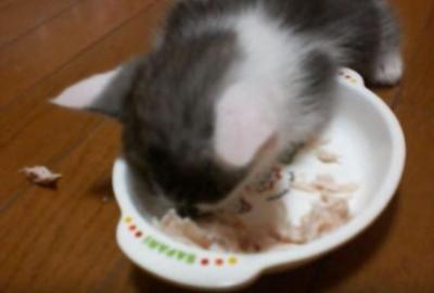 食欲は睡魔に勝てるのか?仔猫の姿に激萌