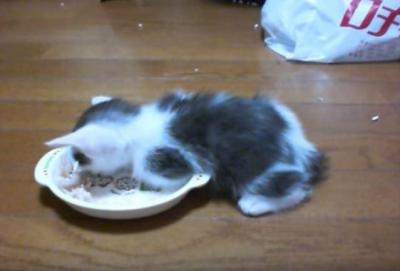 食欲は睡魔に勝てるのか?仔猫の姿に激萌