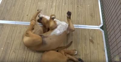 これが子供!?土佐犬の子供に仰天