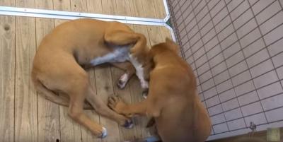 これが子供!?土佐犬の子供に仰天