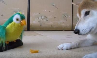 おもちゃのインコの言うことを聞いてしまう柴犬