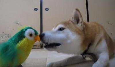 おもちゃのインコの言うことを聞いてしまう柴犬