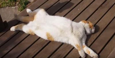 ホーホケキョが聞こえる、のどかに寝る猫