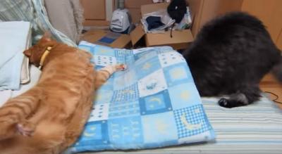 ひどい・・・。座布団から落とされてしまう猫