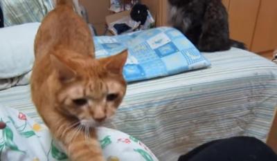 ひどい・・・。座布団から落とされてしまう猫