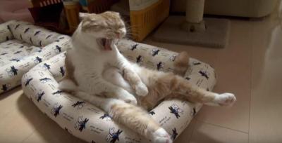 着ぐるみを着た親父?猫背で座る猫