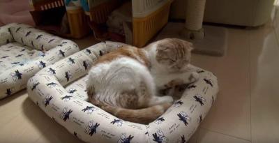 着ぐるみを着た親父?猫背で座る猫