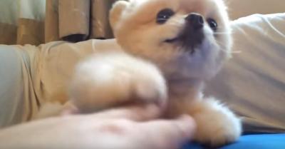 どうしても飼い主さんに触れたいポメラニアン