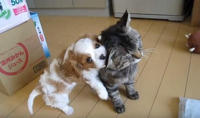 小犬に懐かれる、心優しい野良猫