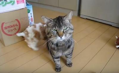 小犬に懐かれる、心優しい野良猫