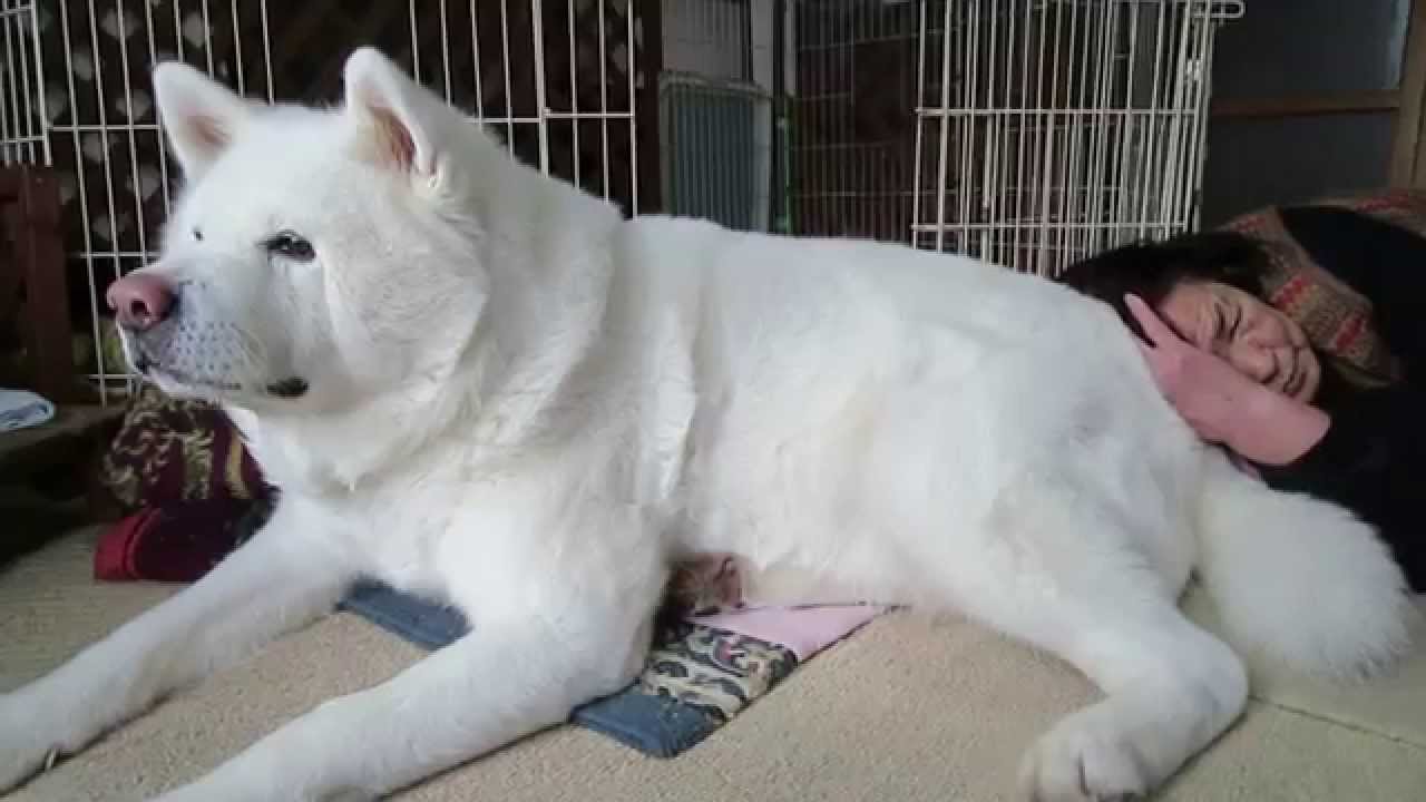 枕にされて動けない秋田犬、クシャミで脱出成功