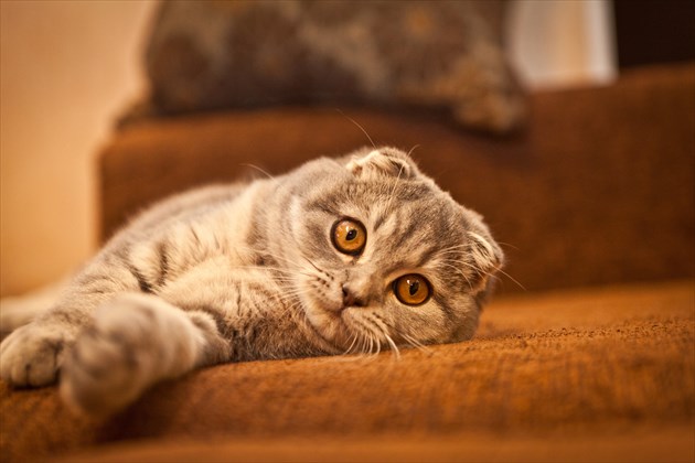 shutterstock_271423346_R