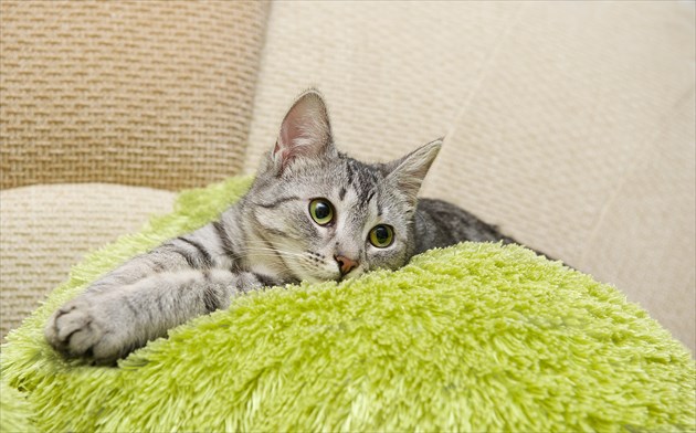shutterstock_284102384_R