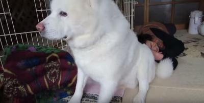 枕にされて動けない秋田犬、クシャミで脱出成功