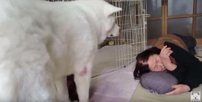 枕にされて動けない秋田犬、クシャミで脱出成功