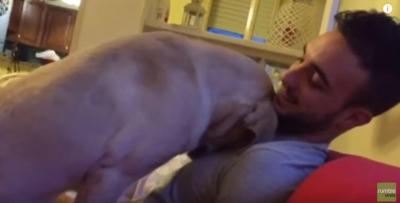 許して欲しいと必死に哀願する姿が愛おしい犬