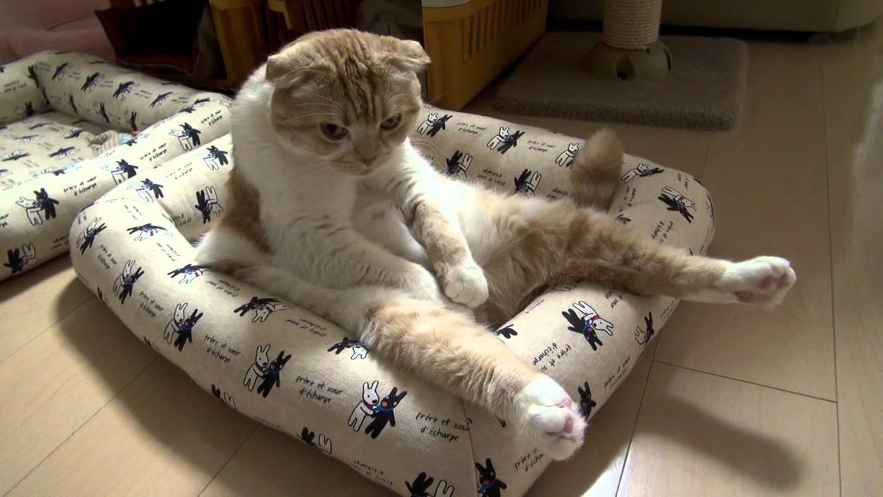 着ぐるみを着た親父?猫背で座る猫