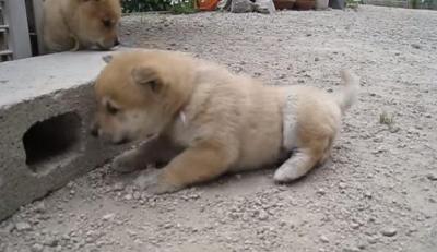 かわいすぎる!!うたたねをして転がってしまう子犬