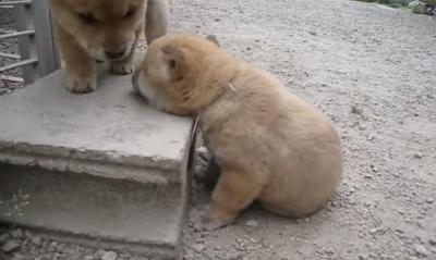 かわいすぎる!!うたたねをして転がってしまう子犬