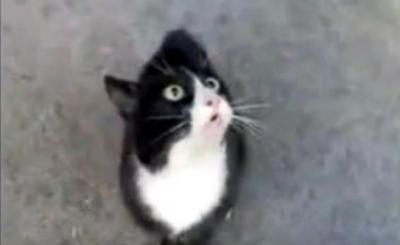 何を言っているのか気になる!話しかけてくる猫