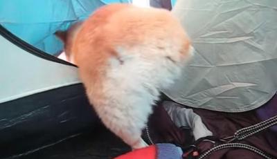 モコモコがたまらない!コーギーのかわいいお尻
