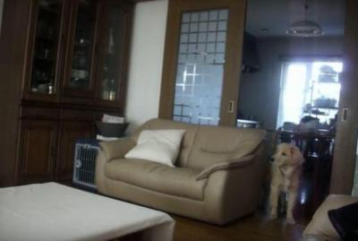 テレビの中のライオンに後ずさりする犬