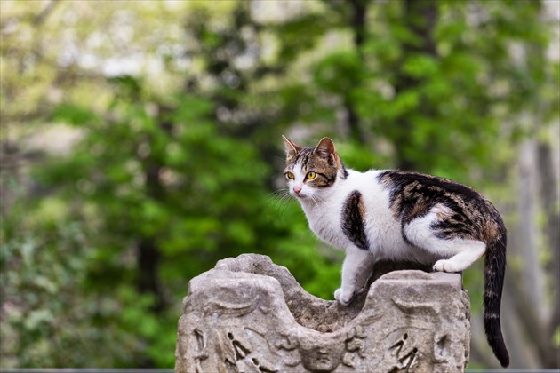 shutterstock_276213551_R