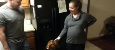 触るな!妊婦さんのお腹を守る犬