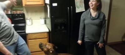 触るな!妊婦さんのお腹を守る犬