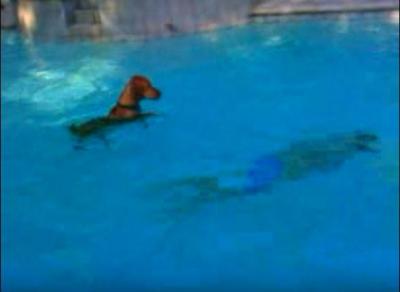 飼い主さんが溺れた!?必死に助けようとする犬