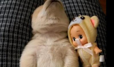 ずっと見ていても飽きない!子犬の寝言