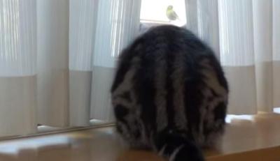 後ろ姿がカワイイ・・。外を観察する2匹の猫