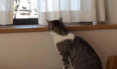 後ろ姿がカワイイ・・。外を観察する2匹の猫