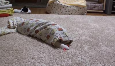 パジャマのズボンに入って出てこない猫