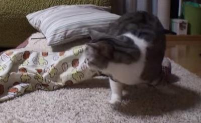パジャマのズボンに入って出てこない猫