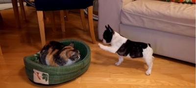 そのベッド返して!猫から取り返そうとする犬