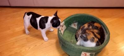そのベッド返して!猫から取り返そうとする犬