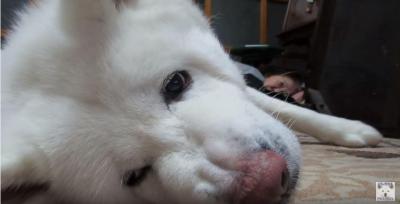 秋田犬。構って貰えないから怒ったぞ!