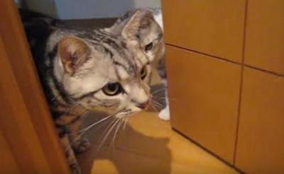 フカフカでかわいい!ちょこちょこ動く猫の手