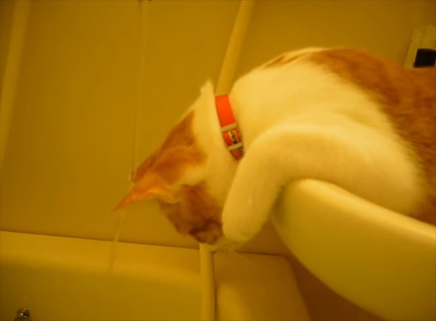 syugyouneko_R
