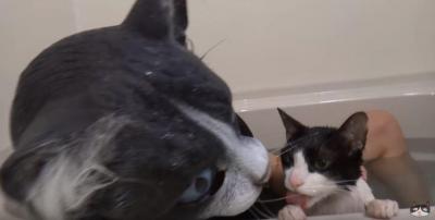 お風呂好きな猫。巨大猫を見たその反応は?