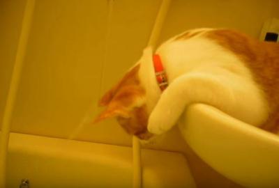 お風呂で猫が静かに水遊び中