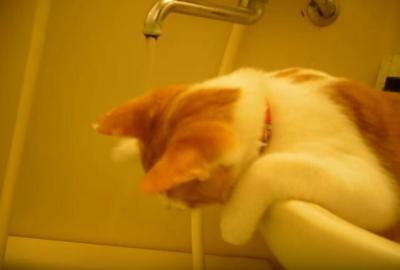 お風呂で猫が静かに水遊び中