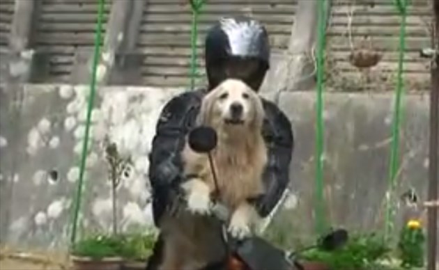 bikegolden_R