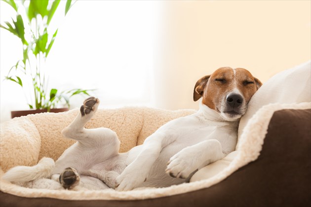 shutterstock_176468720_R